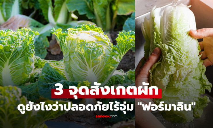 จับตาให้ดี! หมอเปิด 3 วิธีสังเกต “ผักกาดขาว” เสี่ยงสารเคมี หลังจีนยืนยันคลิปจุ่มฟอร์มาลินเป็นเรื่องจ - fahbvip