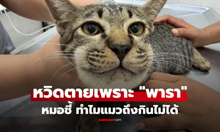 อุทาหรณ์สุดขนลุก! แมวกินพาราเซตามอลแค่เม็ดเดียว หน้าบวมยักษ์เกือบตาย หมอสั่งห้ามเด็ดขาด! - fahbvip