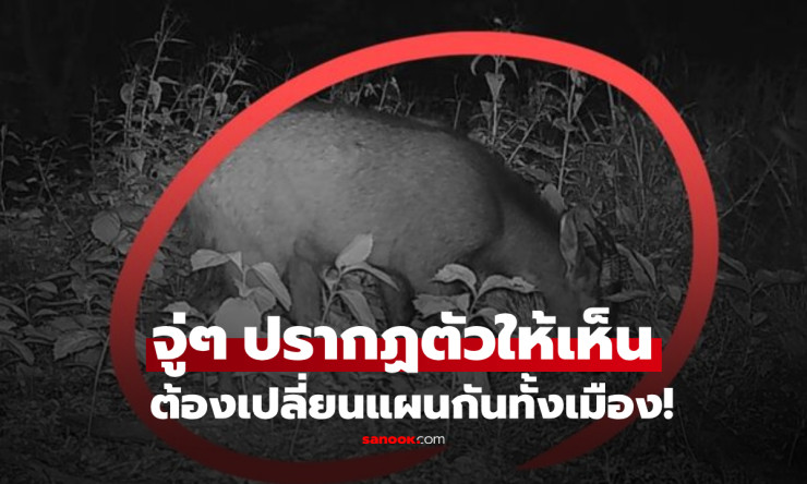 ฮือฮา! สัตว์หายากระดับสูงสุด ปรากฏตัวในเกาหลี สร้างความตื่นเต้นทั่วเมือง - fahbvip