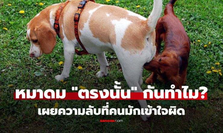 ทำไมสุนัขชอบดม ตรงนั้น ของคน? นักวิทย์ถอดรหัสความลับ ขนลุก! รู้แล้วอาจร้องไห้หัวเราะ - fahbvip