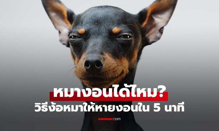 หมาของคุณงอนหรือเปล่า? เคล็ดลับ 5 นาทีที่จะทำให้เจ้าตัวน้อยหันมาหาคุณทันที! - fahbvip