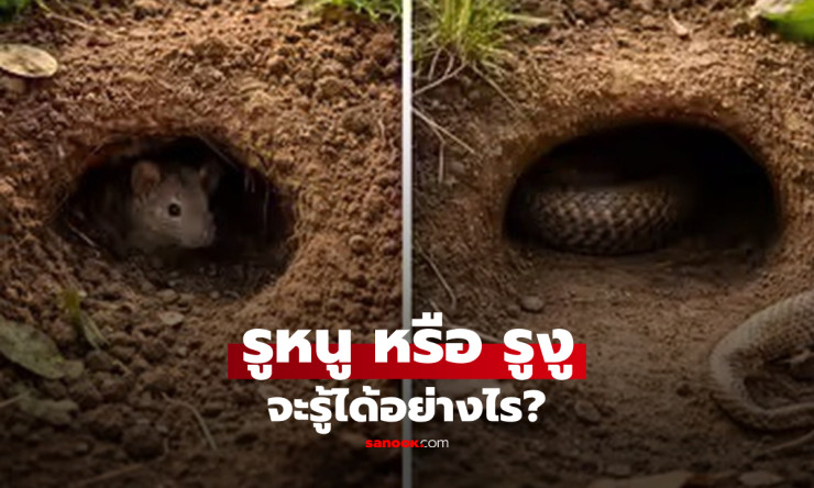 ช็อก! รูในบ้านหรือสวนคุณ...เป็นรูหนูหรือรูงูกันแน่? 3 จุดเช็กด่วน อย่ามองผิดเด็ดขาด! - fahbvip