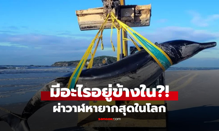 ผ่าท้องวาฬ หายากที่สุดในโลก ค้นพบความจริงอันน่าตกใจ ไม่เคยพบเห็นมาก่อน! - fahbvip