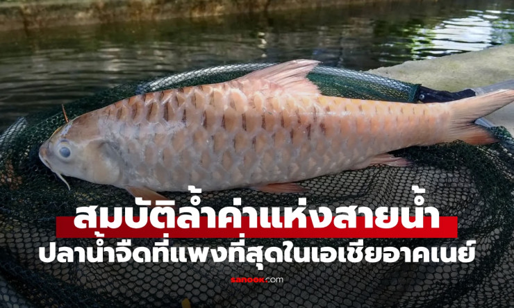 ปลาพลวงชมพูราชาแห่งปลา! กิโลละ 7 พัน แม้เกล็ดยังกรุบกรอบอร่อยล้น ลือชื่อเอเชียอาคเนย์ - fahbvip