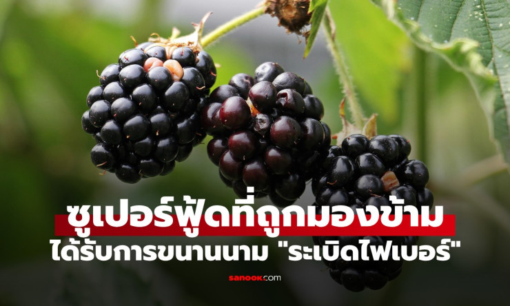 แบล็กเบอร์รี่ ผลไม้สีดำมหัศจรรย์ที่คนไทยยังไม่รู้จัก ช่วยบำรุงสมอง ลดริ้วรอย และเต่งตัวเหมือนเด็ก - fahbvip