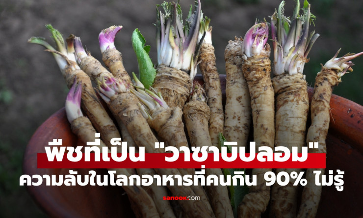 ช็อกทั้งโลก! วาซาบิแท้ทำจากพืชหายาก 90% ที่กินกันคือของปลอมจากฮอร์สแรดิช - fahbvip