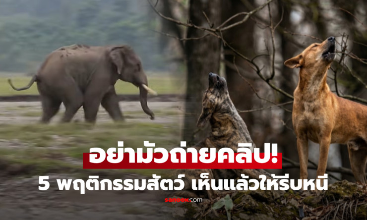 อย่ามัวถ่ายคลิป! 5 พฤติกรรมสัตว์ผิดปกติ เห็นแล้วควรถอยห่าง อาจเป็นสัญญาณอันตรายใกล้ตัว