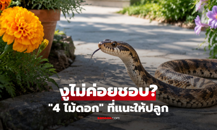 เปิดความจริง 4 ไม้ดอกที่คนเชื่อว่างูไม่ชอบ ปลูกไว้รอบบ้านช่วยไล่ได้จริงหรือ?
