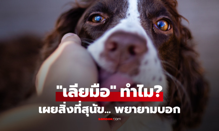 เลียมือไม่ใช่แค่รัก! 7 รหัสลับที่สุนัขอยากบอกคุณผ่านน้ำลายเหนียวๆ (ซึ้งจนน้ำตาซึม!) - fahbvip