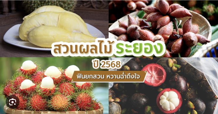 สวนผลไม้ระยอง 2568 พากินพาเก็บสด ๆ จากสวน หวานฉ่ำถึงใจ! - fahbvip