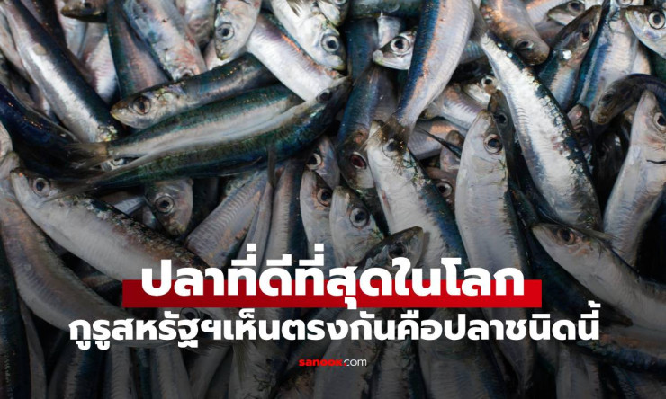 ปลาดีที่สุดในโลกที่คนไทยชื่นชอบและนิยมกินมากที่สุด: แซลมอน ราชาแห่งปลาเนื้อดี - fahbvip