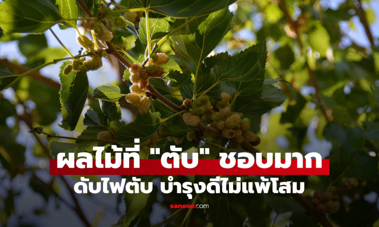 เปิดโปง! ผลไม้มหัศจรรย์ที่ตับร้องว้าว ขจัดไฟร้อนในตัว ฟื้นฟูแบบไม่ต้องพึ่งโสมแพงๆ - fahbvip