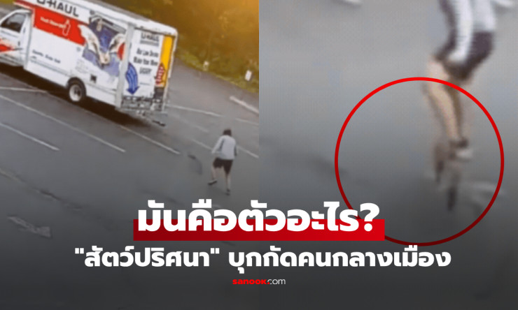 ตัวอะไรแน่? สัตว์ปริศนาพุ่งกัดชายกลางลานจอดรถ ตำรวจบินโดรนล่าตัว หลังพบเหตุซ้ำ 3 ครั้ง