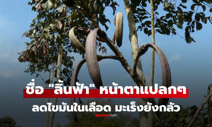 ขมแต่เด็ด! ลิ้นฟ้า (เพกา) ฝักแปลกต้านมะเร็ง ลดไขมันเลือด กลัวโรคร้ายต้องลอง - fahbvip