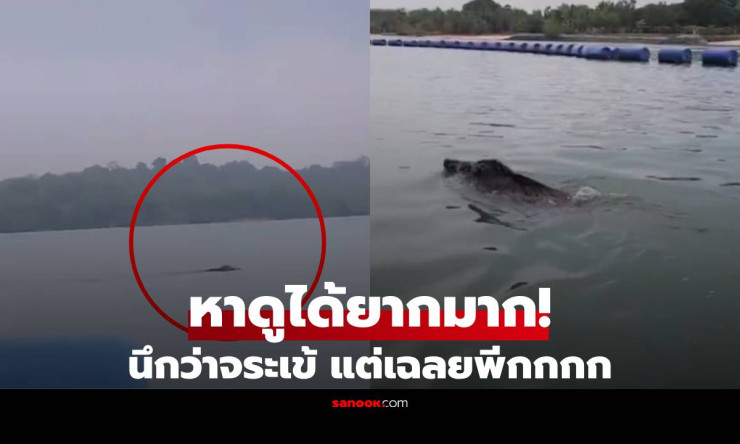 ช็อกทั้งกลุ่ม! พายเรือเจอ สัตว์ประหลาด ว่ายสวนหน้า กูรูเฉลยสุดพีค เจอยากยิ่งกว่าเจอหวย! - fahbvip