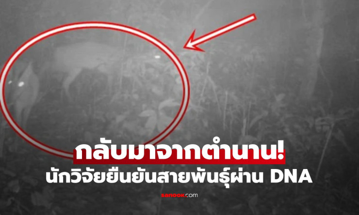 กลับมาจากตำนาน! กวางปูหว่าต สัตว์หายากที่สาบสูญกว่า 100 ปี โผล่อวดโฉมอีกครั้งในเวียดนาม - fahbvip
