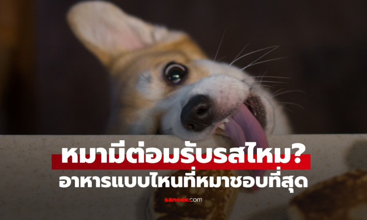 ???? ความจริงที่สะเทือนใจ! หมาของคุณรับรสชาติได้จริงหรือ? ค้นหาความลับของลิ้นสุนัขที่เจ้าของไม่เคยรู - fahbvip