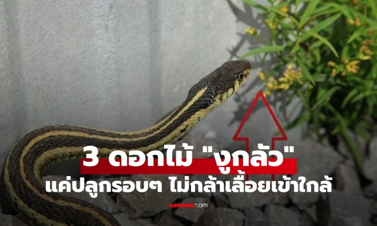 3 ไม้ดอกสุดปัง ปลูกไว้รั้วบ้าน งูหวาดกลัวไม่กล้าเลื้อยเข้า! - fahbvip