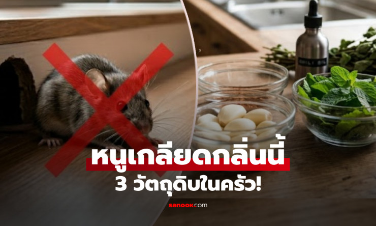 ลาก่อนหนูร้าย! 3 วัตถุดิบก้นครัวกลิ่นฉุน ไล่กระเจิงทั้งฝูง ต่างชาติยันเดือดจริง ไม่ต้องเสียตังค์ซื้อ - fahbvip