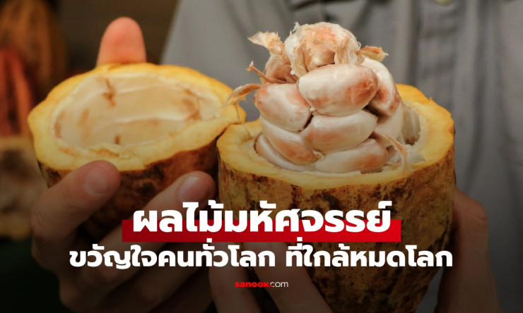 มะไฟกา ผลไม้มหัศจรรย์ 5 สีใกล้สูญพันธุ์ที่คนทั่วโลกหลงรัก อาจหายไปใน 30 ปี - fahbvip