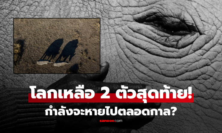 โลกเหลือแค่ 2 ตัว!!! เปิดภาพ แรดขาวเหนือ สัตว์หายากชะตากรรมสะเทือนใจ กำลังจะสูญพันธุ์ถาวร - fahbvip