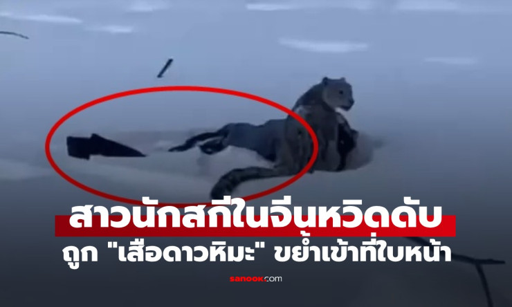 นาทีชีวิต! สาวสกีจีนหวิดดับ เข้าใกล้เสือดาวหิมะเซลฟี่ จนถูกขย้ำใบหน้า - fahbvip
