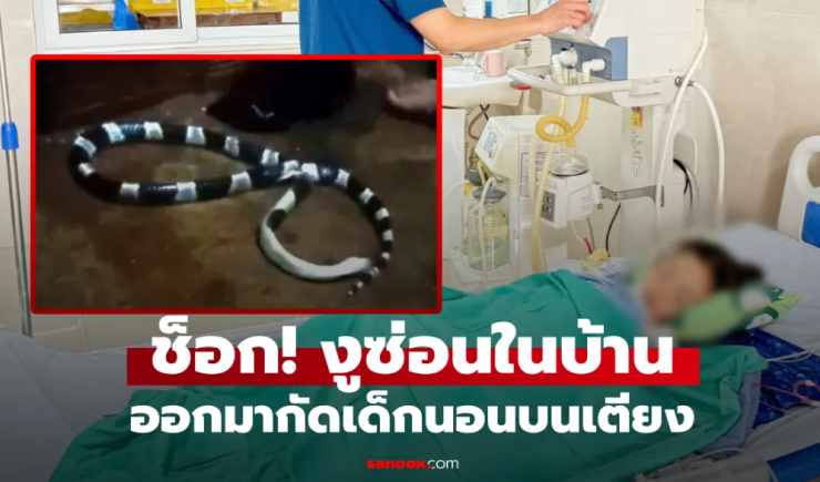 งูพิษกัดเด็ก 7 ขวบ ขณะนอนหลับบนเตียง รู้ว่ามันซ่อนตัวตรงไหน ทุกบ้านต้องระวัง! - fahbvip