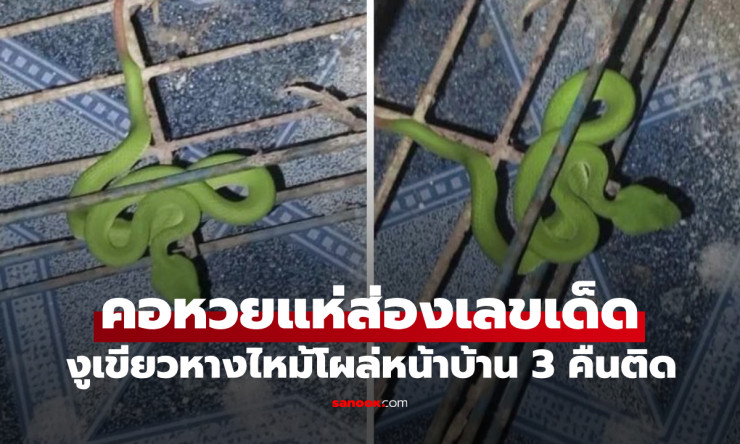 งูเขียวหางไหม้ โผล่หน้าบ้าน 3 คืนติด! คอหวยแห่ส่องบ้านเลขที่-ตีเลขเด็ดงวดนี้ - fahbvip