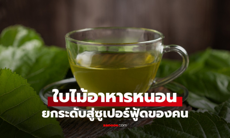ไม่ใช่แค่ใบของหนอน! ใบหม่อนถูกยกระดับเป็นซูเปอร์ฟู้ด ช่วยคุมน้ำตาล-ไขมันในเลือด - fahbvip