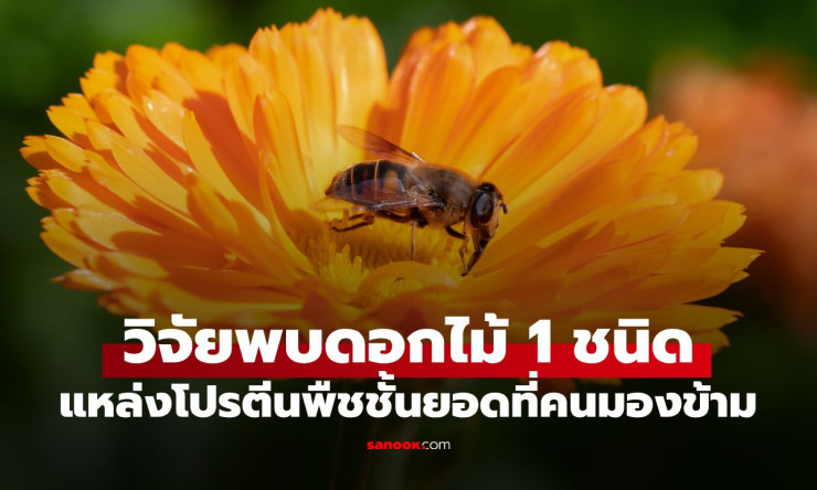 ช็อกวงการอกไก่! ดอกไม้ธรรมดาๆ ที่คุณมองข้าม กลายเป็นโปรตีนพืชสุดยอด แซงหน้าทุกอย่าง! - fahbvip