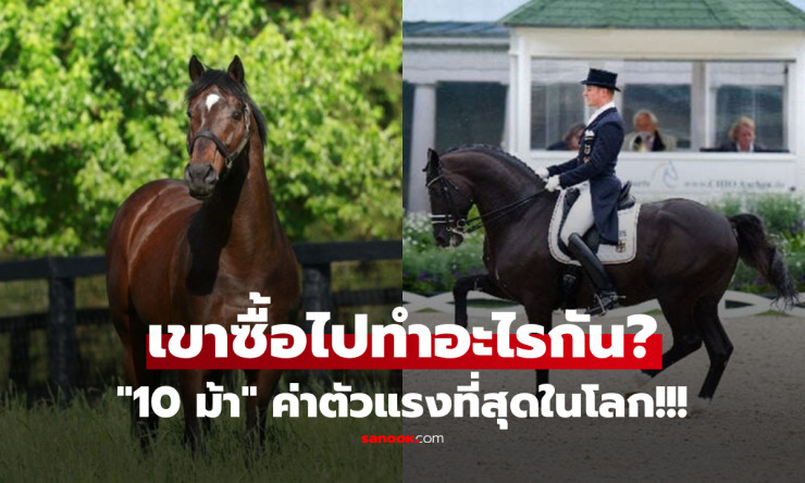 เปิดกรุ 10 ม้าพันล้าน! ค่าตัวพุ่งทะลุ 2,400 ล้าน แพงยิ่งกว่าซูเปอร์คาร์-คฤหาสน์หรูสุดในโลก - fahbvip