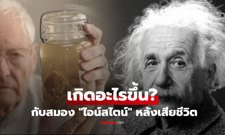 ไขปริศนาสมองไอน์สไตน์! ทำไมถูกแบ่ง 240 ชิ้น และนักวิทยาศาสตร์เจอ “สูตรอัจฉริยะ” จริงไหม?