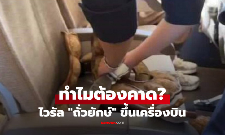 ไวรัลสนั่น! ฝักถั่วยักษ์ขึ้นเครื่อง แอร์ฯ คาดเข็มขัดให้เหมือนผู้โดยสาร ที่แท้ทำเพื่อความปลอดภัย
