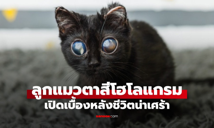 ลูกแมวตาโตสีรุ้งสุดมหัศจรรย์! นึกว่า AI แต่เบื้องหลังน้ำตาแตก เรื่องราวสุดซึ้งที่คุณต้องรู้ - fahbvip