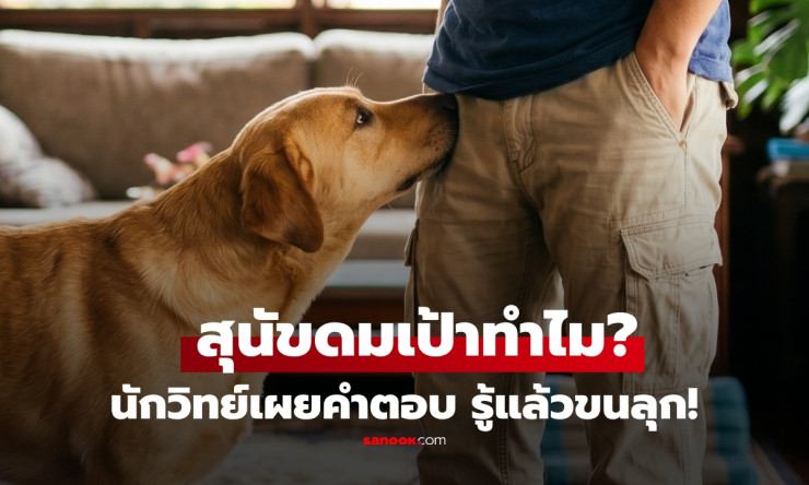 ทำไมหมาถึงชอบดมเป้าคน? ไขปริศนาขนลุก! ดมทีเดียว รู้หมดทั้งเพศ-สุขภาพ-เซ็กซ์ล่าสุด! - fahbvip