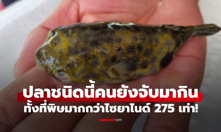 ปลาปักเป้า พิษร้ายแรงกว่าไซยาไนด์ 275 เท่า แต่หลายคนยังชะล่าใจจับมาทำอาหารกิน - fahbvip