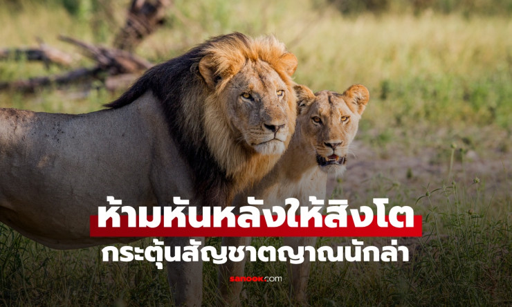 ห้ามหันหลังให้สิงโต! วิธีปลุกสัญชาตญาณนักล่าและเอาตัวรอดเมื่อต้องเผชิญหน้า - fahbvip