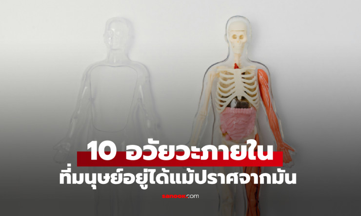 หมอเมืองนอกเผย 10 อวัยวะที่มนุษย์ยังมีชีวิตอยู่ได้แม้ไม่มีมัน อันดับ 1 เดาไม่ยาก! - fahbvip