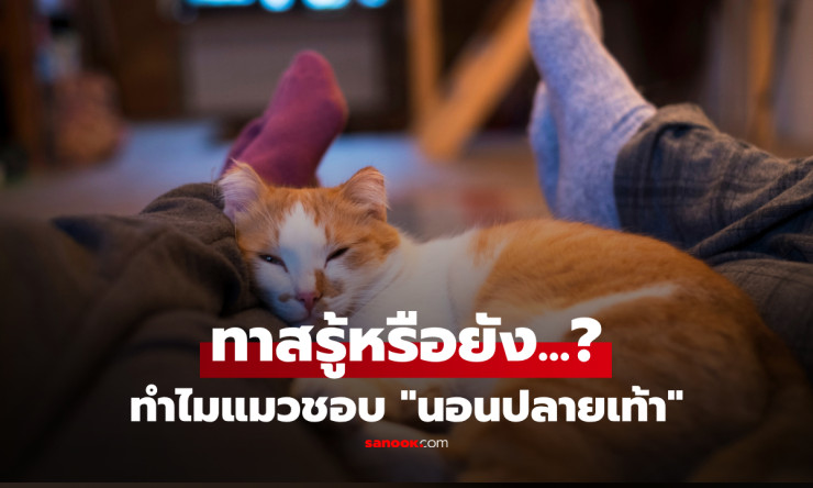 ทำไมแมวชอบนอนบนเท้าเจ้าของ? เปิดความลับที่ทาสแมวต้องรู้ไม่ใช่แค่เรื่องบังเอิญ! - fahbvip