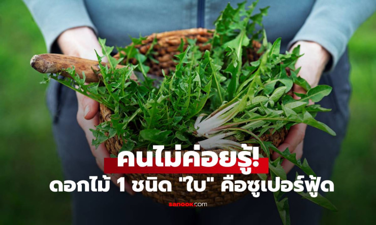 คนไม่ค่อยรู้! ใบแดนดิไลออน ซูเปอร์ฟู้ดสารอาหารสูงกว่าผักเคล-ผักโขม - fahbvip