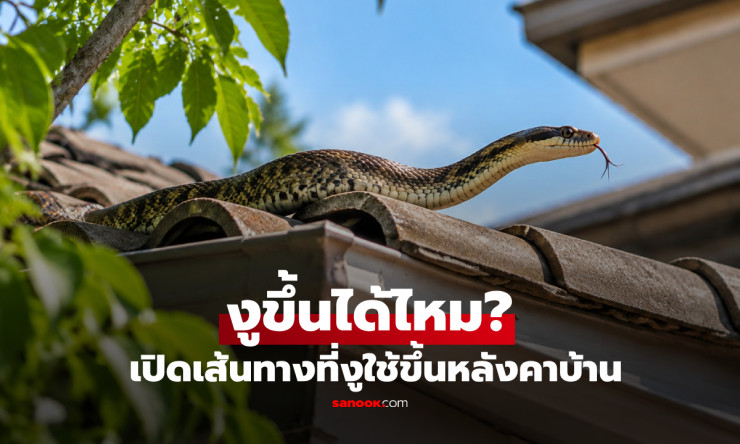 งูขึ้นหลังคาบ้านได้ไหม? เผยเส้นทางลับที่งูใช้ปีน พร้อมวิธีป้องกันก่อนเข้าบ้าน - fahbvip