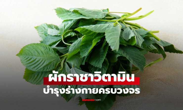 เปิดคุณค่าหน่อไม้ฝรั่ง ผักฉายา “ราชาวิตามิน” จากอาหารชนชั้นสูง สู่เมนูสุขภาพที่ใครก็เข้าถึงได้