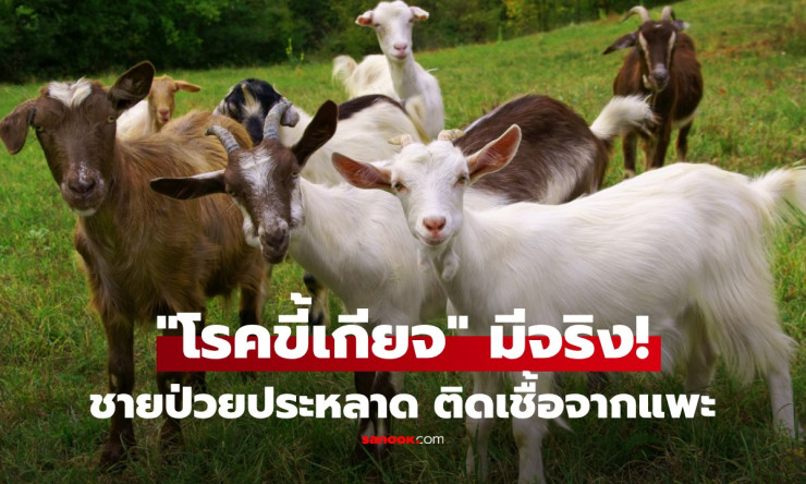ชายเชือดแพะ 30 ปีทรุดเหนื่อยหนัก! ที่แท้ป่วยโรคขี้เกียจ ติดเชื้อจากแพะที่เลี้ยงทั้งชีวิต - fahbvip