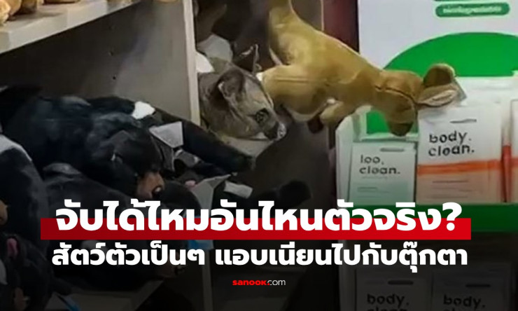 ช็อกทั้งสนามบิน! พอสซัมตัวจริงแอบเนียนนั่งปนตุ๊กตาขนฟู จับได้มั้ยล่ะเนี่ย? (คลิปฮาแตก) - fahbvip