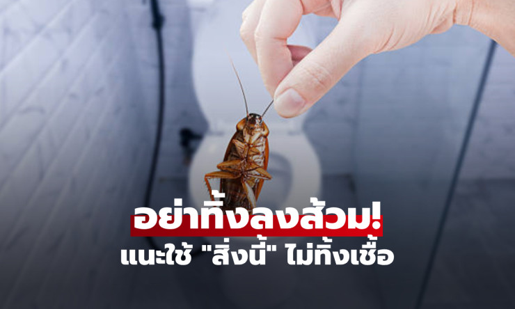ช็อก! อย่าทิ้งแมลงสาบลงส้วมเด็ดขาด หมอญี่ปุ่นเตือนร้าย! ใช้ สิ่งนี้ น็อคยกรัง ไม่ฟักไข่ไต่ท่อกลับมาว - fahbvip