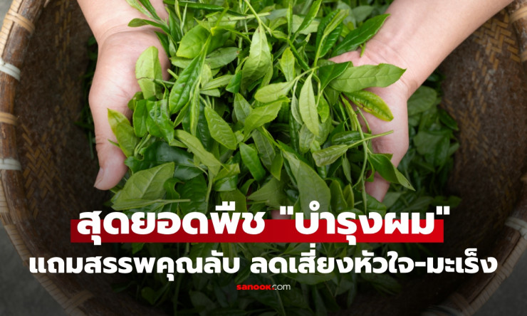 ใบฝรั่งใบเดียวจบ! ลดผมร่วงหยุดชะงัก ผมงอกใหม่ดกดำ แถมต้านมะเร็งลับสุดยอด ใครๆก็ทำตามได้ - fahbvip