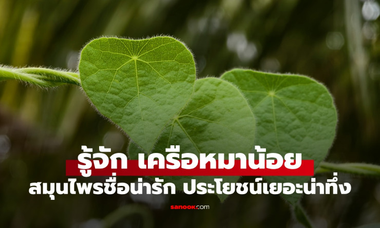 ใบมหัศจรรย์เครือหมาน้อย สมุนไพรชื่อน่ารัก ประโยชน์น่าทึ่ง แปลงร่างเป็นวุ้นได้ - fahbvip
