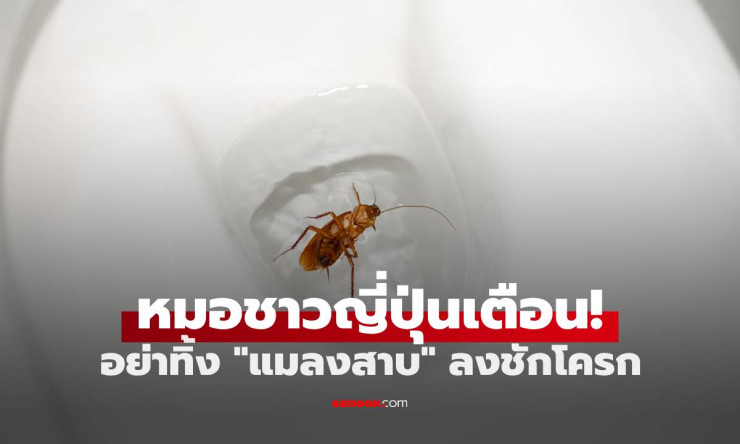 หมอญี่ปุ่นเตือน! ห้ามทิ้งแมลงสาบลงชักโครก เสี่ยงเจอ 2 ผลลัพธ์สุดสยอง - fahbvip