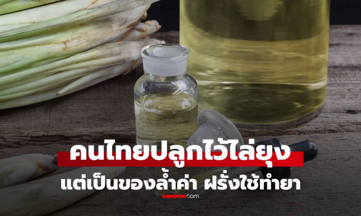 ตะไคร้หอม สมุนไพรไทยไล่แมลงที่ต่างชาติใช้ทำยา ราคาพุ่งสูง! - fahbvip