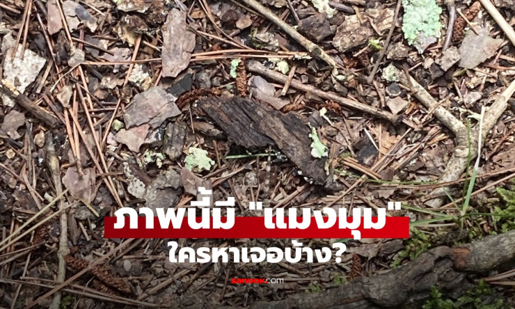 หนุ่มโพสต์ท้า! แมงมุมพรางตัวเนียนสุดในภาพนี้ หาเจอมั้ย? - fahbvip